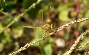 Image from Wallpaper Converter